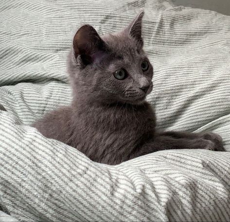 Russian Blue Aesthetic, Russian Blue, Blue Aesthetic, Kitty, Blue, Animals