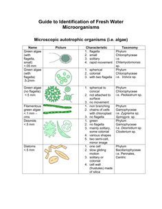 Guide to Identification of Fresh Water Microorganisms Microorganisms Microbiology, Book Reports, Term Paper, Homework Help, Microbiology, Research Paper, Homework, Fresh Water, Bullet Journal