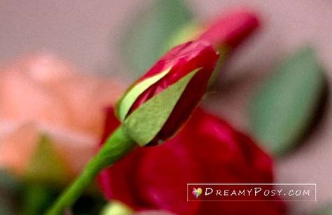 How to make tissue paper rose, free template, step by step Paper Rose Tutorial, Tissue Paper Roses, Coffee Filter Flowers Diy, Paper Petals, Fall Crafts For Adults, Paper Rose Template, Tissue Paper Flowers Diy, Coffee Filter Flowers, Crafts Origami