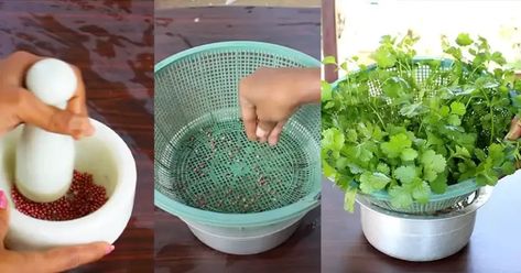 Cultivate Fresh Coriander at Home in Water: A Comprehensive Guide Growing Coriander, Growing Cilantro, Coriander Seeds, In Water, Cilantro, Step By Step, Seeds, At Home, Tray