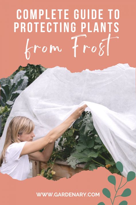 Complete Guide to Protecting Plants from Frost • Gardenary Protecting Plants From Frost, Frost Protection For Plants, Potted Ferns, Large Greenhouse, Root Structure, Row Covers, Plant Covers, Garden Makeover, Plant Protection