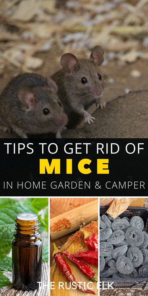 Looking for some natural mice repellents like essential oils, plants, and smells that actually work? These tips from the rustic elk will help you get rid of mice from your home, garden, camper, car, and more! Read on to get the tips that actually work to keep mice away! farm hacks | mouse repellents | natural repellents Home Remedies For Mice, How To Repel Mice, Rodent Repellent Plants, Natural Rat Repellent, Diy Mice Repellent, Mice Prevention, Mouse Deterrent, Killing Rats, Repellent Diy