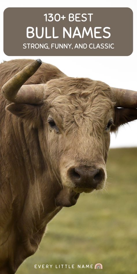 Bulls are male cattle known for their impressive horns used for defense and fighting. Read the best bull names that are strong, funny, and cool. Steer Names Show, Cute Show Steer Names, Steer Names, Cow Names Ideas, Bull Names, Funny Cow Names, Names For Pets, Funny Animal Names, Country Boy Names