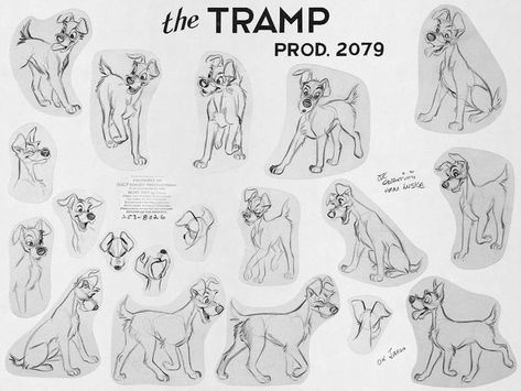 disney lady and the tramp tramp model sheet poses character Character Model Sheet, Animation Sketches, Disney Dogs, Disney Concept Art, Disney Artwork, Disney Sketches, Disney Animals, Lady And The Tramp, Arte Fantasy