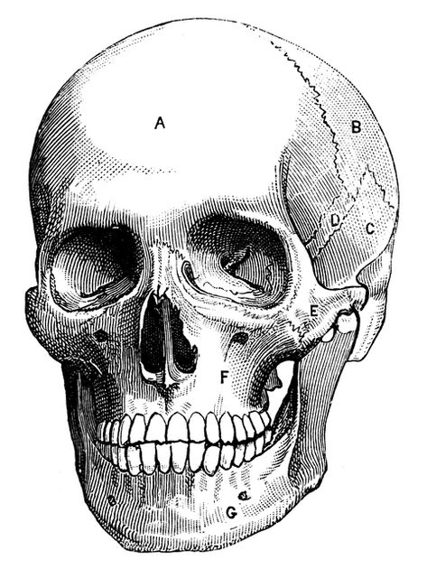 Human skull | ClipArt ETC Human Skull Anatomy, Skull Anatomy, Victorian Illustration, Plates Diy, Graphics Fairy, Vintage Skull, Human Skull, Skull And Bones, Halloween Printables