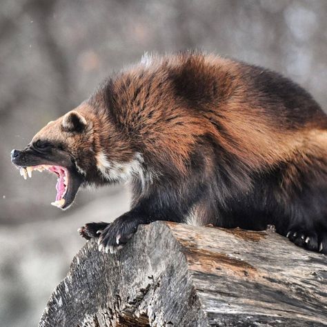 ollow @everything_for_animals_life Wolverine Animal, North American Animals, Photo Animaliere, The Wolverine, American Animals, Honey Badger, Pretty Animals, Animal Tattoos, Animal Wallpaper