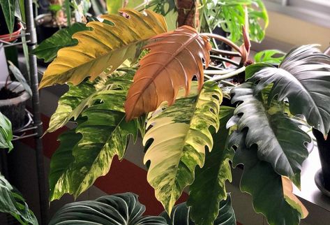 Carmel Marble Philodendron, Philodendron Caramel Marble, Philodendron Caramel, Wishlist Plants, Variegated Philodendron, Plant Wishlist, Philodendron Plant, Deep Forest Green, Outdoor House