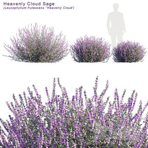 3d models: Bush - Heavenly cloud sage | Leucophyllum frutescens Leucophyllum Frutescens, Collage Plants, Tree Psd, Urban Spaces Design, Green Wall Design, Landscape Architecture Graphics, Pavilion Architecture, Plant Vector, Architecture Graphics