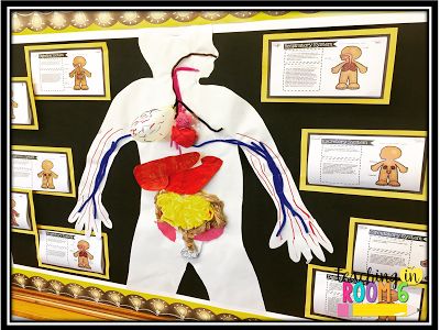 Really cool bulletin board!  Love the group project and that Google Slide project too! Human Body Bulletin Board, Human Body Systems Projects, Cool Bulletin Boards, Preschool Displays, Body Systems Project, Human Body Projects, Body Preschool, Experiments Kids, Systems Art