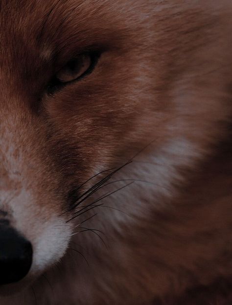 Fox Aesthetic Dark, Kitsune Aesthetic, Teen Wolf Aesthetic, Nino Lahiffe, Fox Aesthetic, Alya Cesaire, Wolf Aesthetic, Rena Rouge, Marinette Dupain Cheng