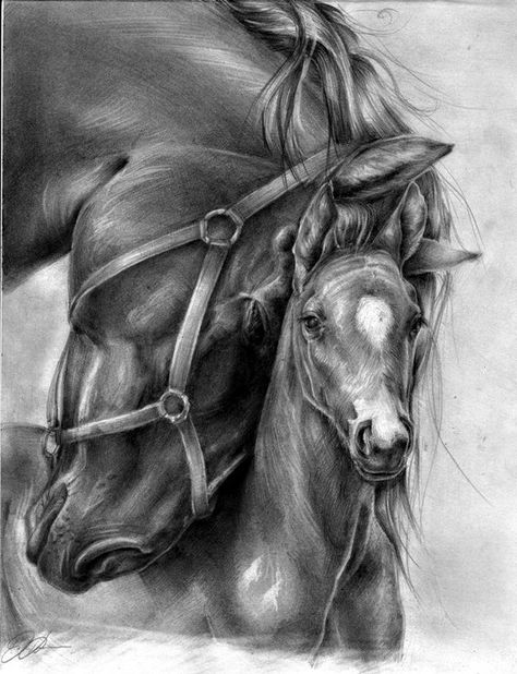 Realistic Animal Pencil Drawings (36) Cai Arabi, Horse Pencil Drawing, Horse Art Drawing, Pencil Drawings Of Animals, Horse Sketch, Charcoal Drawings, Horse Artwork, Horse Drawing, Horse Drawings