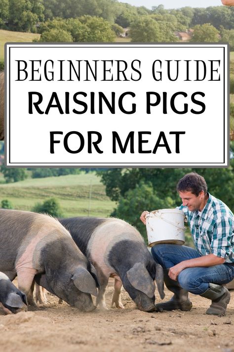 Pigs Farming Livestock, Pig Diet, Pastured Pigs, Hog Farm, Raising Pigs, Pig Pen, Pig House, Farm Plans, Pig Farming