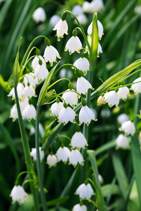 Summer Snowflake Leucojum aestivum - This ornamental plant is commonly known as Loddon lily. The stalk of this plant reaches a height of one foot with flowers appearing on the top. The bell-shaped white flowers like lily of the valley look beautiful, and its tepals are green-tipped giving it a unique look. The way flowers grow downwards it seems as if they’re offering a message of being humble even if you own the beauty. Another peculiar trait of the blooms–they are mildly chocolate scented. Wha Perennial Bulbs, Lily Of The Valley Flowers, Valley Flowers, Spring Flowering Bulbs, Flower Farmer, Flower Meanings, Spring Bulbs, Blooming Plants, Ornamental Plants