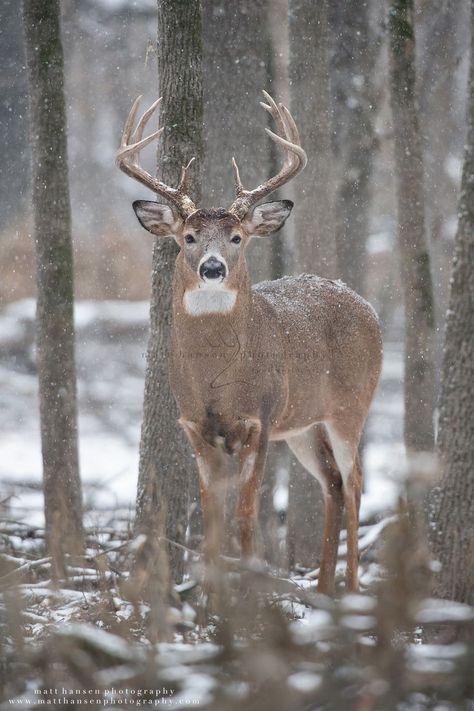 Whitetail Deer Photography, Matt Hansen, Whitetail Deer Pictures, Deer Photography, Whitetail Deer Hunting, Deer Wallpaper, Big Deer, Deer Hunting Tips, Deer Hunting Gear