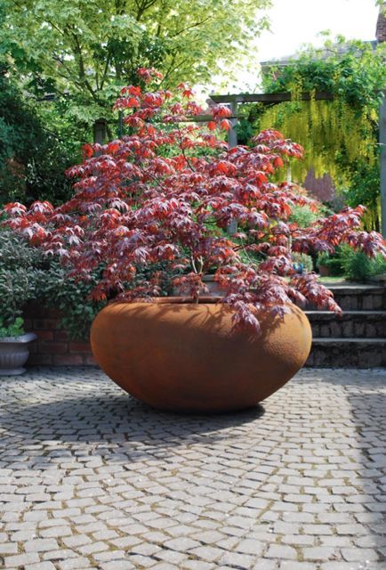 Acer in a pot Acer Garden, Winter Vegetable Garden, Build Your Own Garden, Japanese Maple Garden, Planters Indoor, Garden Winter, Small Japanese Garden, Japanese Garden Landscape, Pots Garden