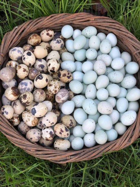 Color Eggs, Raising Quail, Future Farms, Farm Lifestyle, Chicken Garden, Farm Photography, Farm Eggs, Mini Farm, Backyard Chicken Coops