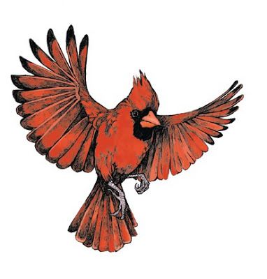 red bird Cardinal Flying Drawing, Cardinal Flying, Flying Cardinal, Cardinal Bird Tattoos, Cardinal Drawing, Cardinal Birds Art, Swallow Bird Tattoos, Red Bird Tattoos, Bird Quilts