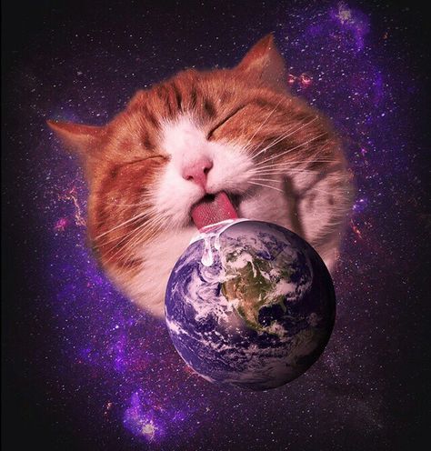 Wallpaper Gatos, Galaxy Cat, Silly Cats Pictures, Cat Icon, Silly Animals, Space Cat, Hair Transplant, Funny Cute Cats, Hamsters