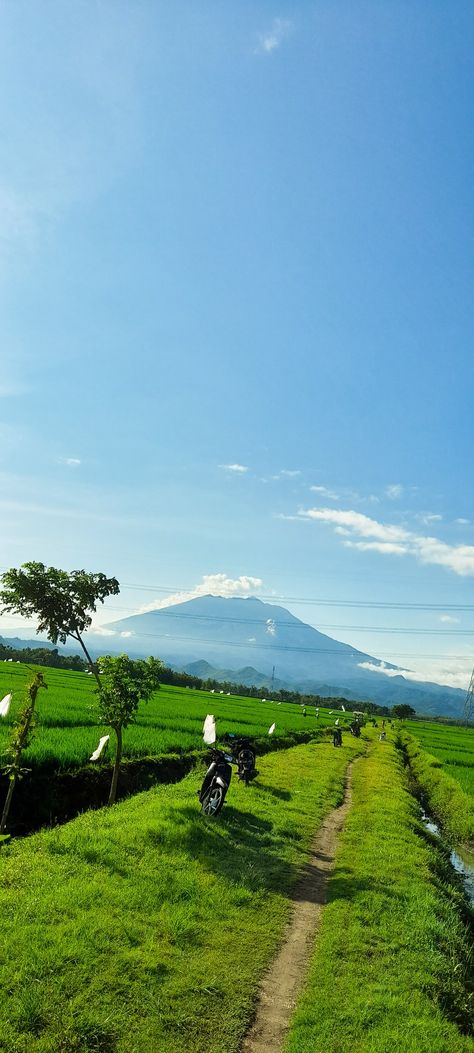 Potret sawah di desa Sawah Di Desa Aesthetic, Kampung Vibes, Panorama Alam, Lilo And Stitch Drawings, Rice Field, Morning View, One Peice Anime, Beautiful Scenery Nature, Alam Yang Indah