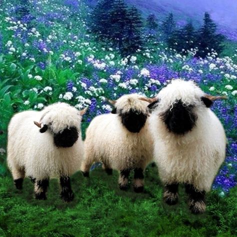 Strange-looking but cute — if you can even see their faces — the Valais Blacknose sheep is a type of mountain-breed sheep from the Valais region of Switzerland.  Fancy.  #pets #animals #interesting #switzerland #travel Blacknose Sheep, Valais Blacknose, Valais Blacknose Sheep, Sheep Breeds, Fluffy Cows, Cute Sheep, Oita, Switzerland Travel, Pretty Animals