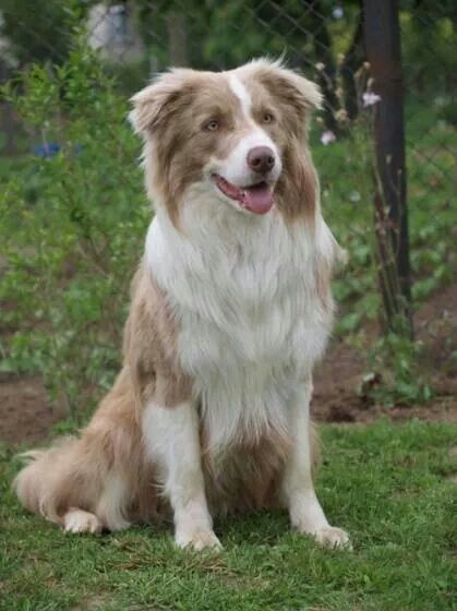 Lilac and white Border Collie (english lineage / show breed type). The show breed type have larger proportions. Lilac And White Border Collie, Border Collie Lilac, Aesthetic Dog Drawing, Berger Malinois, Collie Breeds, White Border Collie, Aesthetic Dog, Blue Heelers, Dog Aesthetic