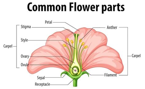 Free vector diagram showing common flowe... | Free Vector #Freepik #freevector #plant-cell #cartoon-drawing #science-cartoon #clip-art Flower Anatomy, Flower Parts, Digital Fashion Illustration, Flower Box Gift, Flower Collage, Parts Of A Flower, Digital Fashion, Diagram Design, Easy Diy Jewelry