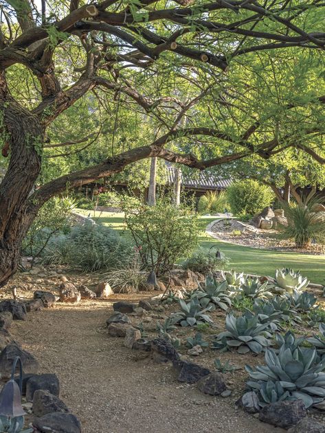 This Home’s Serene Outdoor Spaces are Healing for the Soul - Phoenix Home & Garden Phoenix Landscape, Avocado Tree, Phoenix Homes, Mediterranean Garden, Sustainable Garden, Desert Landscaping, Green Space, Drought Tolerant, Cacti And Succulents