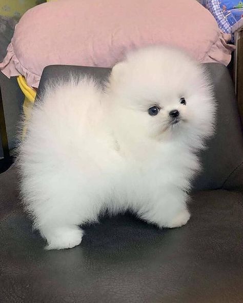 Pomeranian For Sale, Big Dogs Breeds, Biggest Dog In The World, Pomeranian Chihuahua, Biggest Dog, Pomeranian Puppy Teacup, Teacup Chihuahua Puppies, Cute Fluffy Dogs, Cute Teacup Puppies