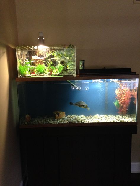 Turtle Penthouse Turtle Enrichment, Turtle Setup, Aquatic Turtle Tank, Water Turtles, Turtle Tank Setup, Turtle Enclosure, Fish Tank Ideas, Aquarium Tanks, Turtle Terrarium