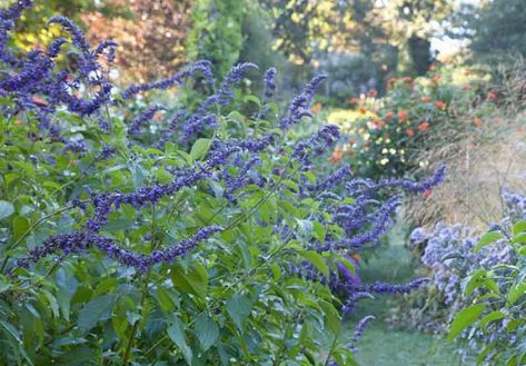 Salvia Amistad Perennial Salvia, Salvia Farinacea, Rose Companion Plants, Salvia Plants, Drought Tolerant Perennials, Sage Blue, Wild Flower Meadow, California Garden, Hummingbird Garden