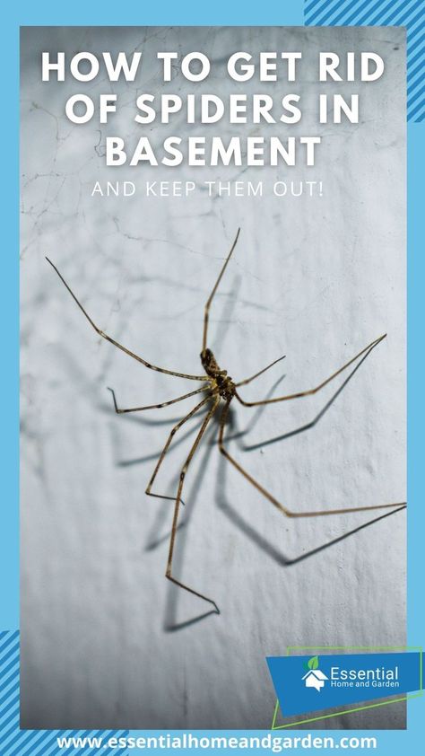 How To Get Rid Of Spiders In Basement, Get Rid Of Spiders In Home, Keep Spiders Out Of Basement, How To Keep Spiders Out Of Your House, What Kills Spiders, Spider Deterrent, Clean Basement, Spiders Repellent Diy, Spider Prevention