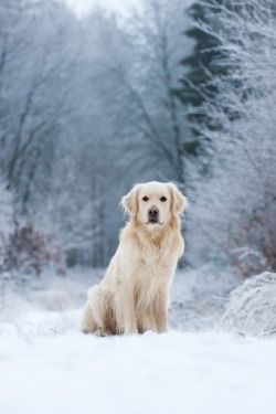 The Earth has music for those who listen. ❤️No judgment, just love.❤️ Vancouver, Canada Dog Photography Winter, Golden Retriever Photography, Dog Christmas Photos, Winter Wildlife, Snow Photoshoot, Dog Christmas Card, Snow Photography, Dog Photoshoot, Pet Art