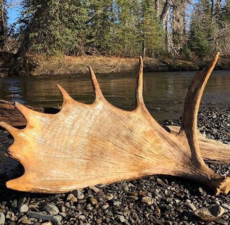 #Repost @canadian.sheds #shedhunting #dropzone #mooseantlers #moosesheds #browntown #browngold #shedsformiles #moose #shedszn #sheddin #hittingthehills #tinesup #tinesdown #antlerfreak #shedcrazy  #antler #antleroutlawz #mooseshed  #onxhunt #scouttohunt #RACKHUB #deerfreaks  #hunting #moosepaddle #shedantler #hushin #hushlife #antlers #paddles Moose Antlers, Shed Antlers, Drop Zone, Paddles, Hush Hush, Antlers, Brown Gold, Moose, Hunting