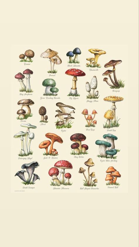 Mushroom Identification, Arte Indie, Mushroom Drawing, Wall Art Picture, Painting Poster, Mushroom Art, Photo Wall Collage, Vintage Poster Art, Botanical Drawings