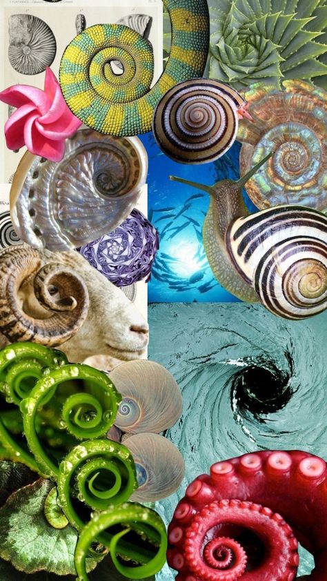 Spirals Aesthetic, Fibonacci Spiral Nature, Spiral Aesthetic, Organic Images, Fibonacci Spiral Art, Spiral Form, Earth Core, Moodboard Art, Quantum Touch