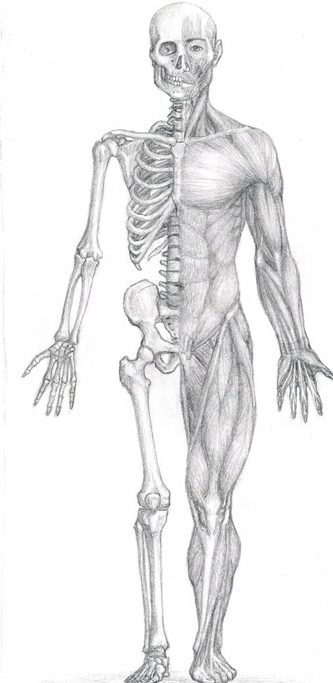 WARNING: OLD ART!! The art and comments in this Deviation may no longer represent the artist's current views or interests.… Skeleton Reference, Human Structure, Skeleton Muscles, Half Skeleton, Hand Drawings, Anatomy Study, Figure Study, The Skeleton, Human Anatomy