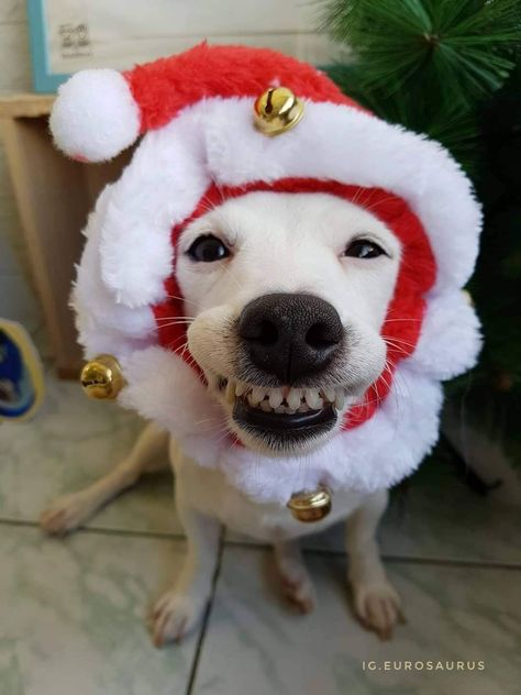 Funny Christmas Pfp, Dog Christmas Pictures, Funny Christmas Pictures, Merry Christmas Dog, Dog Xmas, Goofy Dog, Winter Art Projects, Christmas Memes, Dog Icon