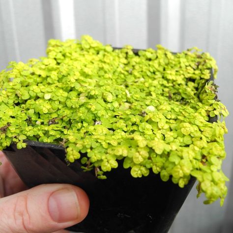 Golden Baby Tears - Angel Tears - Soleirolia soleirolii 'Aurea' Soleirolia Soleirolii, Miniature Garden Plants, Angel Tears, Tiny Gardens, Low Light House Plants, Indoor Plants Low Light, Open Terrariums, Easy House Plants, Low Light Indoor Plants