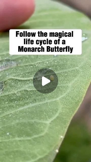 Sacred Geometry on Instagram: "Follow the magical life cycle of a Monarch Butterfly – a true spectacle of nature!

The entire process of becoming a butterfly from an egg takes about 30 days. During this period, they feed exclusively on the plant known as “milkweed” (a type of PANC – non-conventional food plant), so they do not pose any risk to your garden and should not be confused with pests.

Unfortunately, monarch butterflies are at risk of extinction. One of the main reasons is the loss of their natural habitat and their only food source, milkweed, which is often seen as a weed and is removed from gardens. Furthermore, the use of pesticides also affects their survival.

But it's not too late to help these wonderful creatures! We can help by planting milkweed in our gardens and avoiding Planting Milkweed, Monarch Butterfly Habitat, Life Cycles Kindergarten, Butterfly Life Cycle Craft, Flying Art, Life Cycle Of A Butterfly, Life Cycle Craft, Butterfly Habitat, Winged Creatures