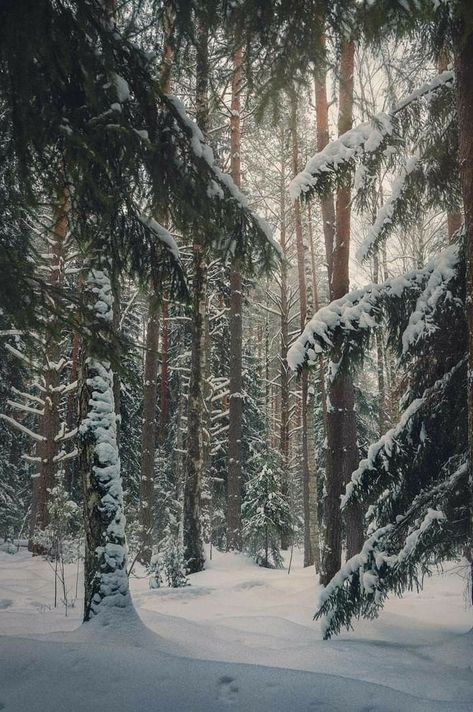 Winter Warlock, Trees In The Forest, Winter Board, Iphone Wallpaper Winter, Painting Snow, Forest Background, Beautiful Trees, Mystical Forest, Snowy Forest