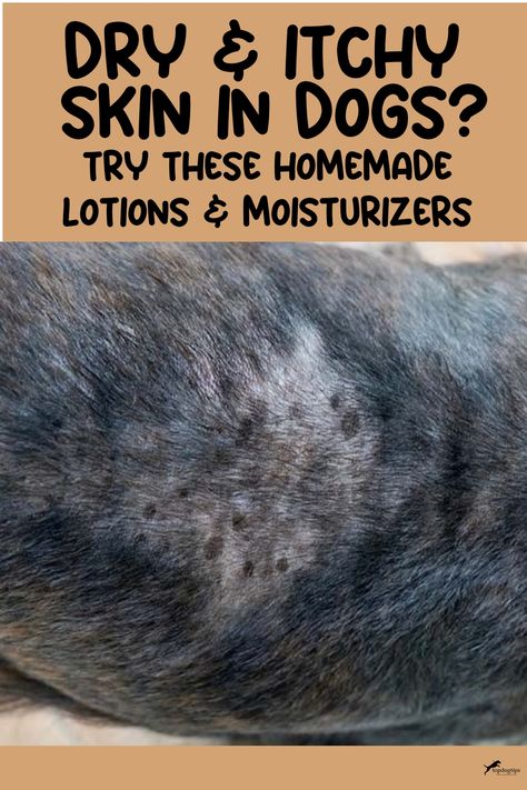 Dry & Itchy Skin in Dogs? Try These Homemade Lotions & Skin Moisturizers Homemade Anti Itch Cream, Diy Dog Skin Allergy Relief, Dog Itching Remedies Allergies, Dog With Dry Itchy Skin, Dog Skin Allergies Remedies, Diy Dog Lotion For Dry Skin, Dry Skin For Dogs Remedies Diy, Remedy For Dogs Itchy Skin, Home Remedy For Itchy Dog Skin