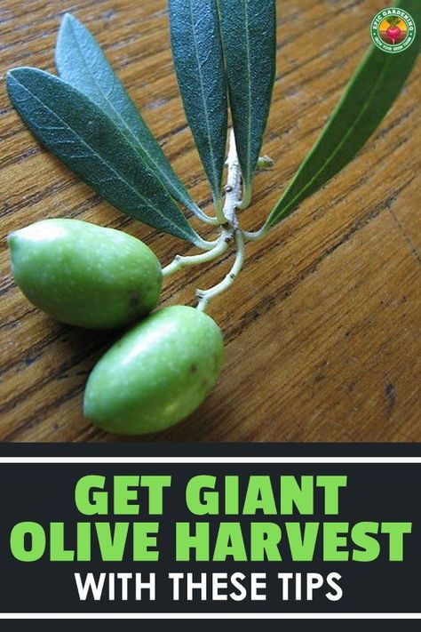 Love olives? Growing olives at home is completely possible! Our in-depth grower's guide shares how to do it the right way! How To Grow Olives, Backyard Hacks, Epic Gardening, Growing Olive Trees, Grow Seeds, Fruit Orchard, Olive Harvest, Bacterial Diseases, Growing Peonies