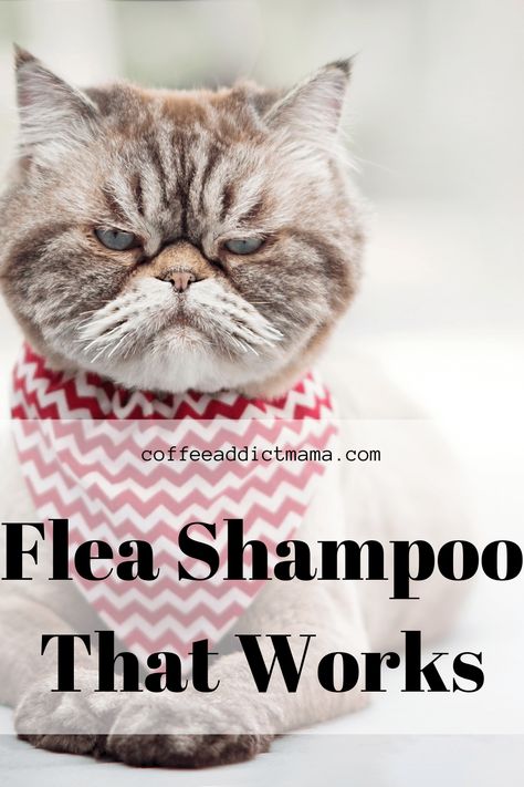 Diy Cat Bath Soap, Diy Cat Bath Wipes, Homemade Flea Shampoo For Cats, Diy Cat Shampoo, Diy Herbal Bath Salts, Diy Cat Food Recipe, Homemade Flea Shampoo, Flea Shampoo For Dogs, Home Remedies For Fleas