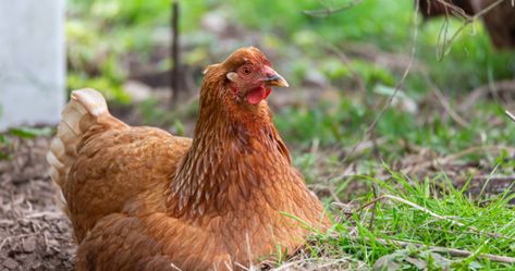 The Golden Comet chickens was originally bred for commercial egg production, but this hybrid chicken has become a vastly popular feature in backyard chicken coops everywhere. When people think of a chicken, an image of a Golden Comet chicken is what usually comes to mind. Perhaps having the most commonly-known look of a chicken (even … Continue reading Golden Comet Chickens Are One of the Coop's Friendliest The post Golden Comet Chickens Are One of the Coop's Friendliest appeared firs Golden Comet Chicken, Chicken Perches, Heritage Chickens, Brahma Chicken, Chicken Roost, Rhode Island Red, Red Chicken, Egg Production, Laying Hens