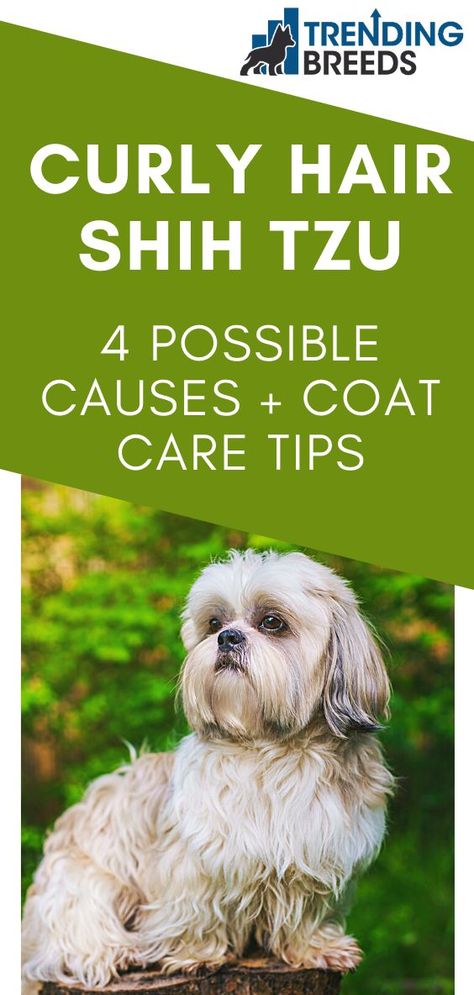 Long Haired Shih Tzu, Shih Tzu Grooming Styles Female, Shih Tzu Care, Grooming Shih Tzu Diy, Long And Straight Hair, Male Shih Tzu Hair Styles, Shih Tzu Long Hair, Shih Tzu Care Tips, Shih Tzu Hair Styles