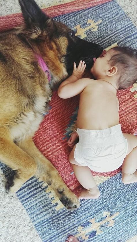 The German Shepherd Dog makes the best family dog! They are so great with children and so protective of their people. German Shepherd Family, German Shepherd Funny, Best Dogs For Families, Dog German, Dog Training Classes, Family Dog, Shepherd Puppy, Dogs And Kids, Dog Activities