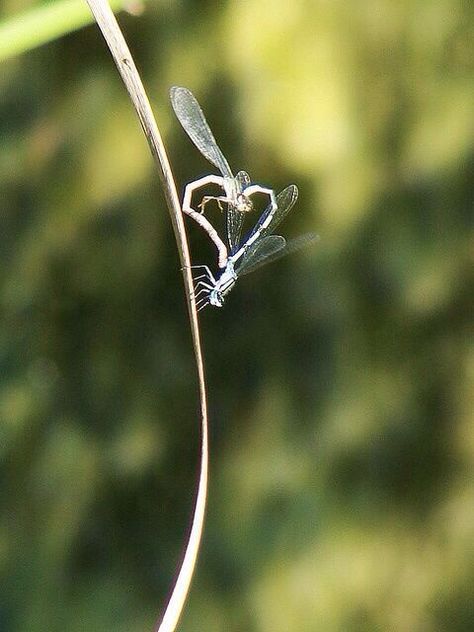 Hearts In Nature, Natural Hearts, Hidden Hearts, Heart In Nature, Damselflies, Love Bug, I Love Heart, Heart Images, Heart Symbol