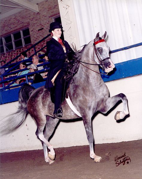 Arabian Saddleseat, Saddleseat Equitation, American Saddlebred, Saddle Seat, All The Pretty Horses, Arabian Horses, Arabian Horse, Horse Stuff, Pretty Horses