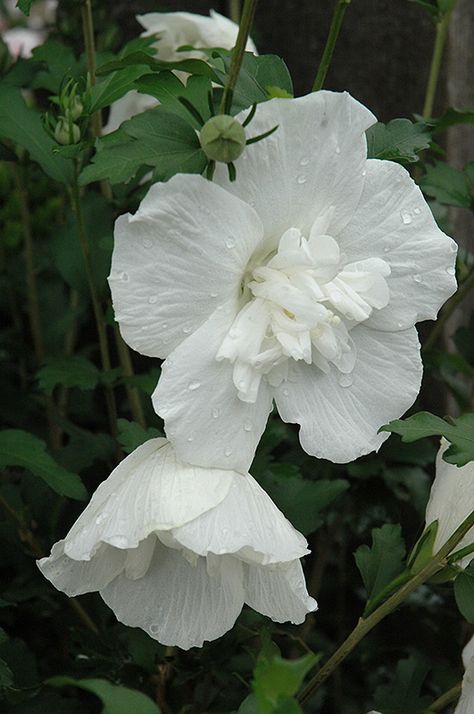 Texas Gardens, Late Summer Garden, Hibiscus Syriacus, Vinca Minor, White Anemone, White Hibiscus, Outdoor Designs, Landscaping Supplies, Rose Of Sharon