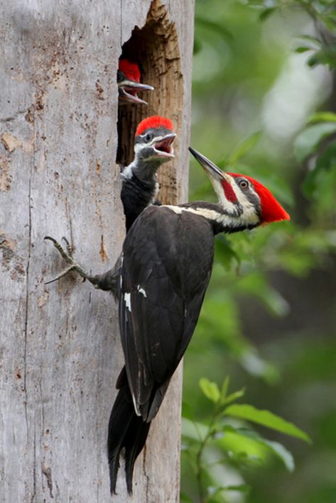 Photo of the Day: Pileated Woodpecker | Audubon Pileated Woodpecker, Kinds Of Birds, Nature Birds, Backyard Birds, Bird Pictures, Exotic Birds, Pretty Birds, Bird Photo, Colorful Birds